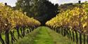 Autumnal Vines at Biddenden
