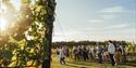 Group enjoying a vineyard tour in the sunshine