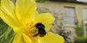 Close up of a bee on a buttercup