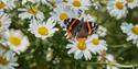 Butterfly on flowers