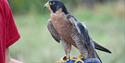Falcon resting on individuals arm at Chilston Park Hotel