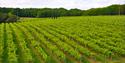 23 acres of vines at Biddenden