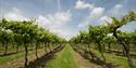 Blue skies over vines