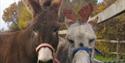 Donkey Reindeer at Kent Life - joining in the Christmas Spirit