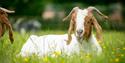 Goat at Buttercups Sanctuary for Goats