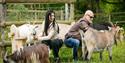 Couple sitting on a bench with the goats making a fuss of them