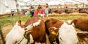 Cows at Kent County Show 2022