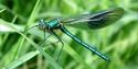 Kent Wildlife Trust - Banded Demoiselle