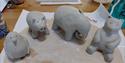 4 small clay animals