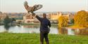 Leeds Castle falcon in the autumn