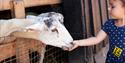 Child with a goat at Kent Life Heritage Farm Park