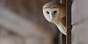 Owl at Kent Life Heritage Farm Park