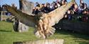 Falconry Displays at Leeds Castle
