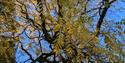 Black Walnut Tree