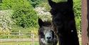 Llamas at Stable Oak Cottages