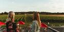 Looking out across the vines from the upper terrace