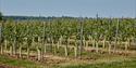 View across the vines