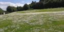 Wildflower on the greens of Whatman Park