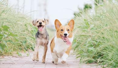 Two Dogs running on a path.