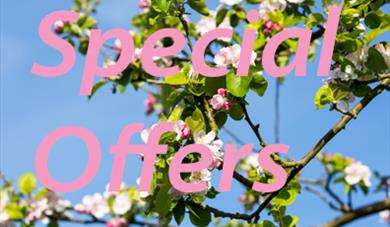 Special Offers and pink blossom