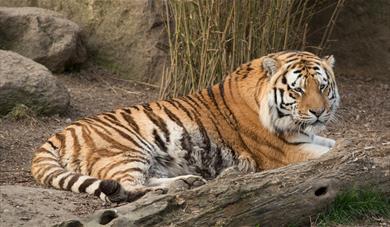 Tiger at the Big Cat Sanctuary