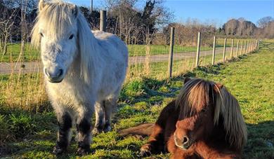 Orlando and Pumpkin the ponies