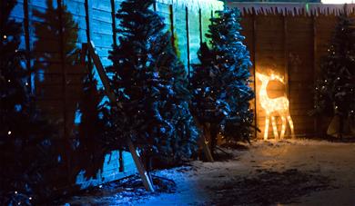 The trees mark the way to Santa's grotto.