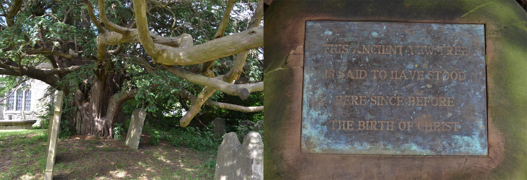 Ulcombe Church Ancient Yews