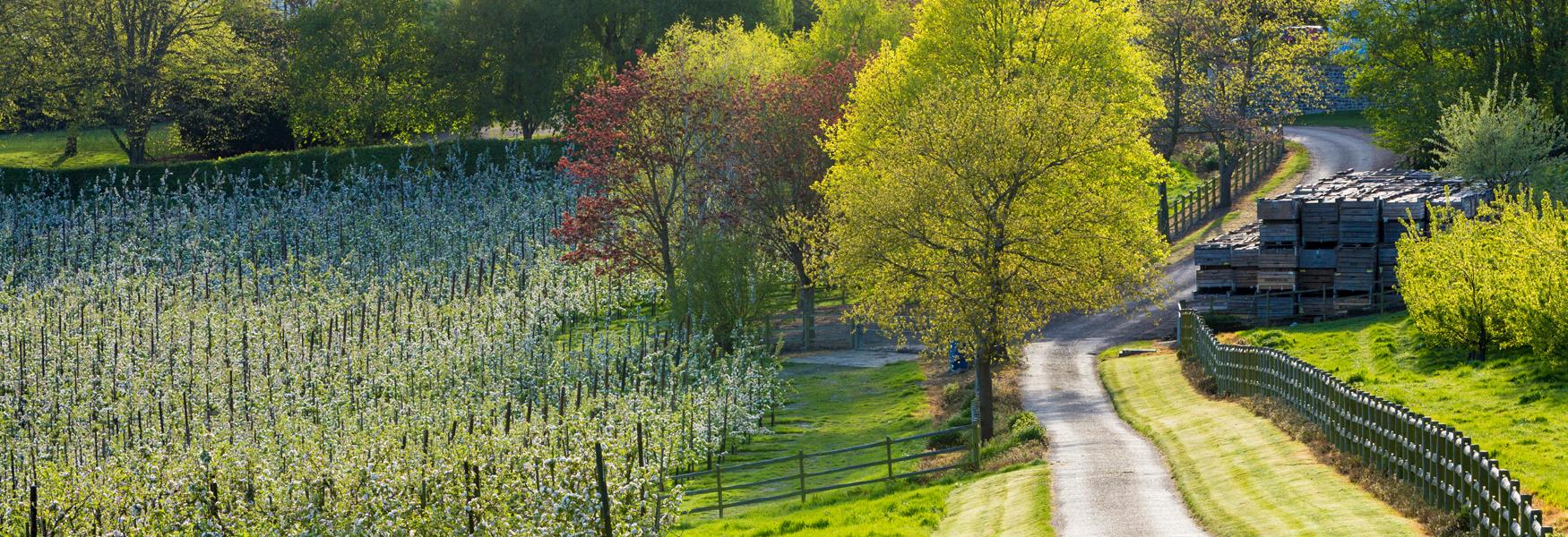 Spring Apple Blossom, Linton