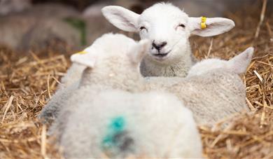 Lambs in straw bed