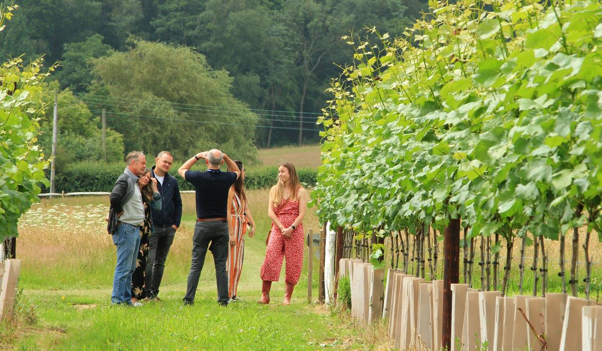 Group of 5 people in a vineyard on a tour.