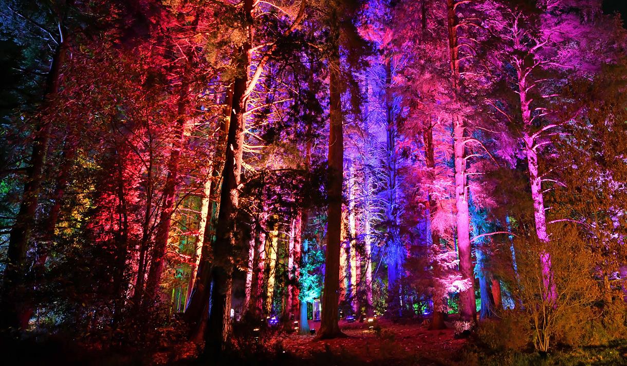 Colourful Illuminated Trees