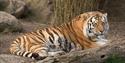 Tiger at the Big Cat Sanctuary