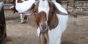 Brown and white lopeared goat