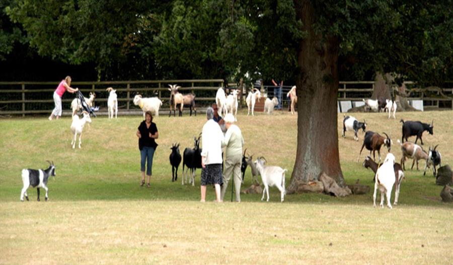 Field of goats at Buttercup Goat Sanctuary