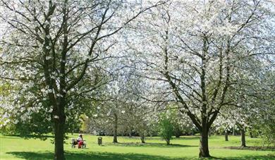 Cobtree Manor Park Cherry Blossom