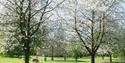 Cobtree Manor Park Cherry Blossom