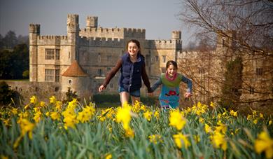 Children in amongst the daffodils Leeds Castle background