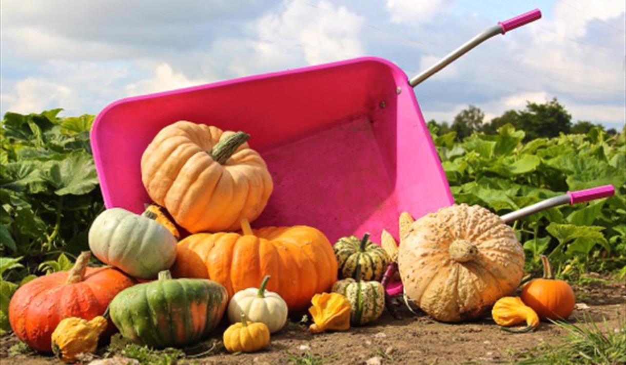 Pumkins that have fallen out of a pink wheelbarrow.