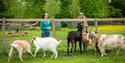 Goats love the visitors