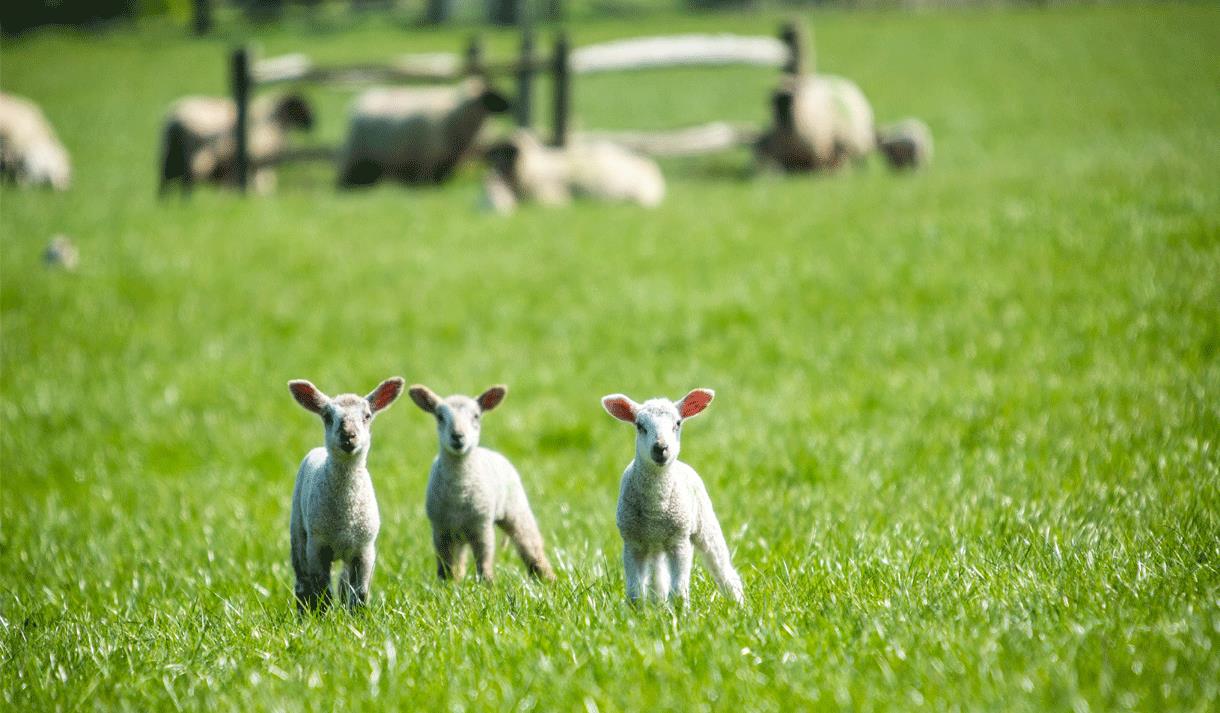 Three lambs in a green grassy field