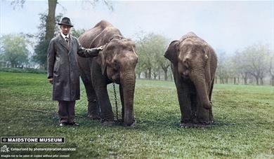 Restored archive photo showing elephants from Maidstone Zoo