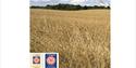 Wheat field background with Visit England 4 star award and Visit England Gold Award