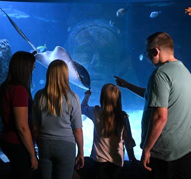 Family at Sealife Manchester