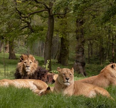 Knowsley Safari lions