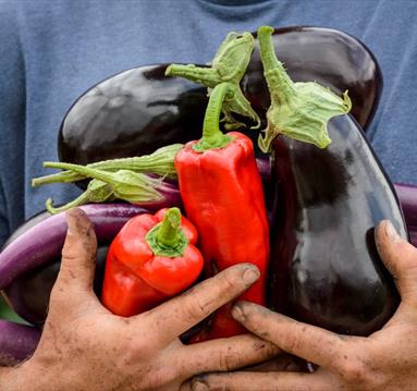 person holding fresh vegetables