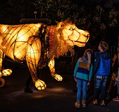 Lanterns and Light at Chester Zoo
