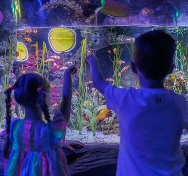 Children looking in a tank at SEALIFE Manchester