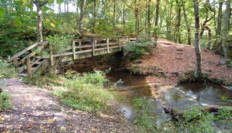 Borsdane Woods - Woden Bridge and river
