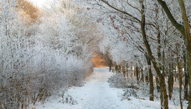 Chesham woods in the snow